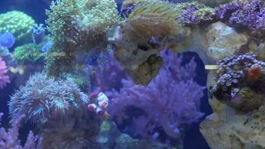 物种软珊瑚鱼莉拉克水族馆紫罗兰色的紫外线光紫色的荧光热带水生天堂异国情调的背景珊瑚粉红色的充满活力的幻想装饰<strong>坦克</strong>